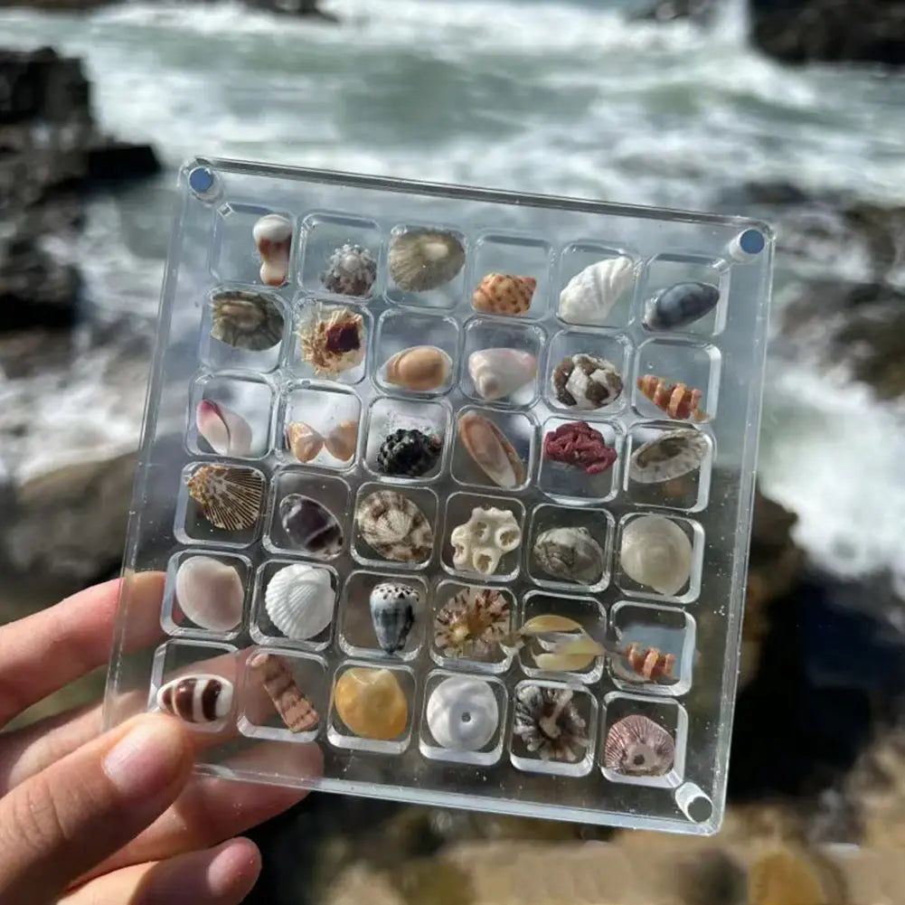 Acrylic Magnetic Seashell Display Box