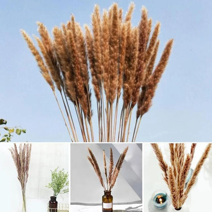 15 Natural Dried Pampas Grass Phragmites for DIY Home and Wedding Decor