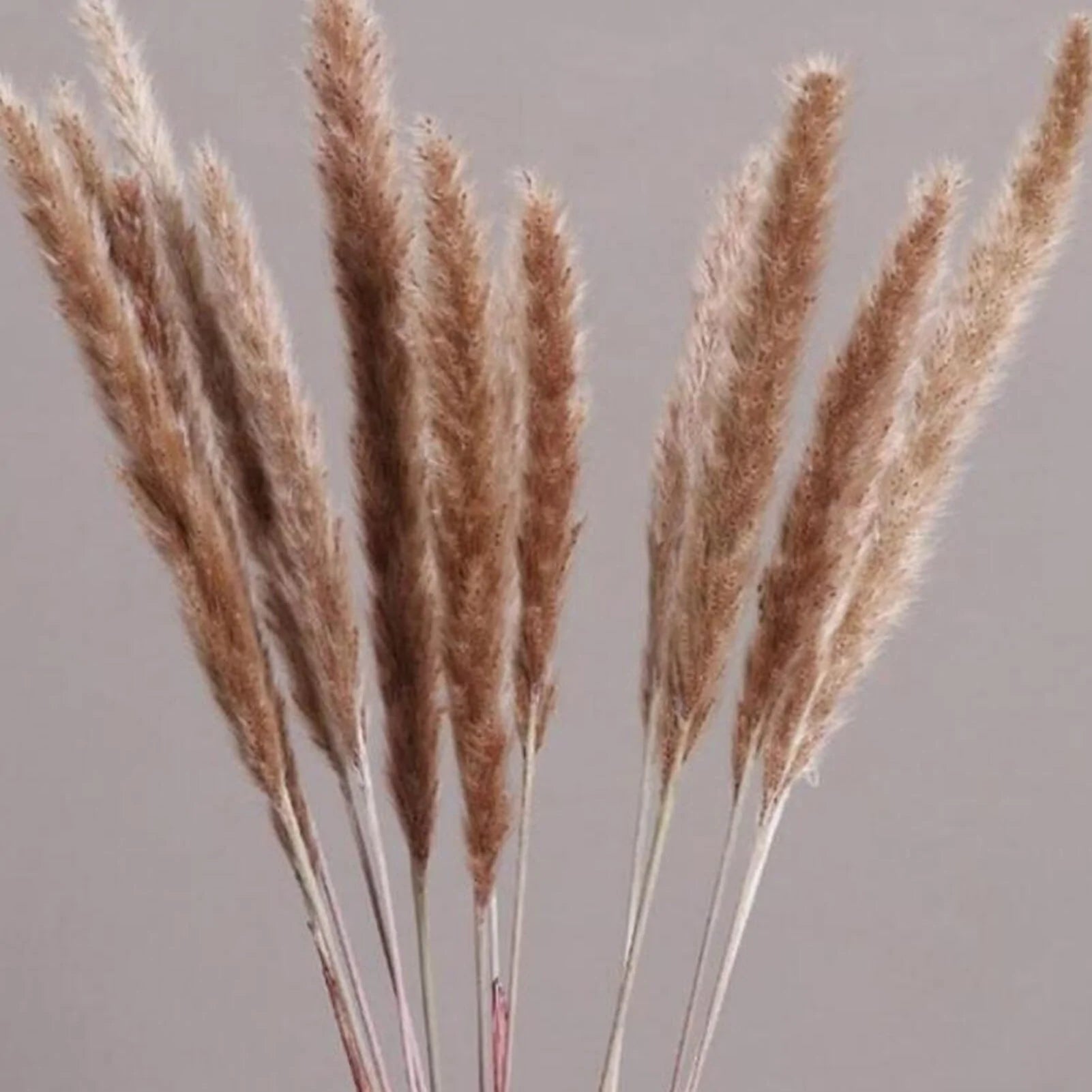 15 Natural Dried Pampas Grass Phragmites for DIY Home and Wedding Decor