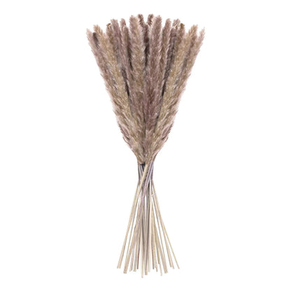 15 Natural Dried Pampas Grass Phragmites for DIY Home and Wedding Decor