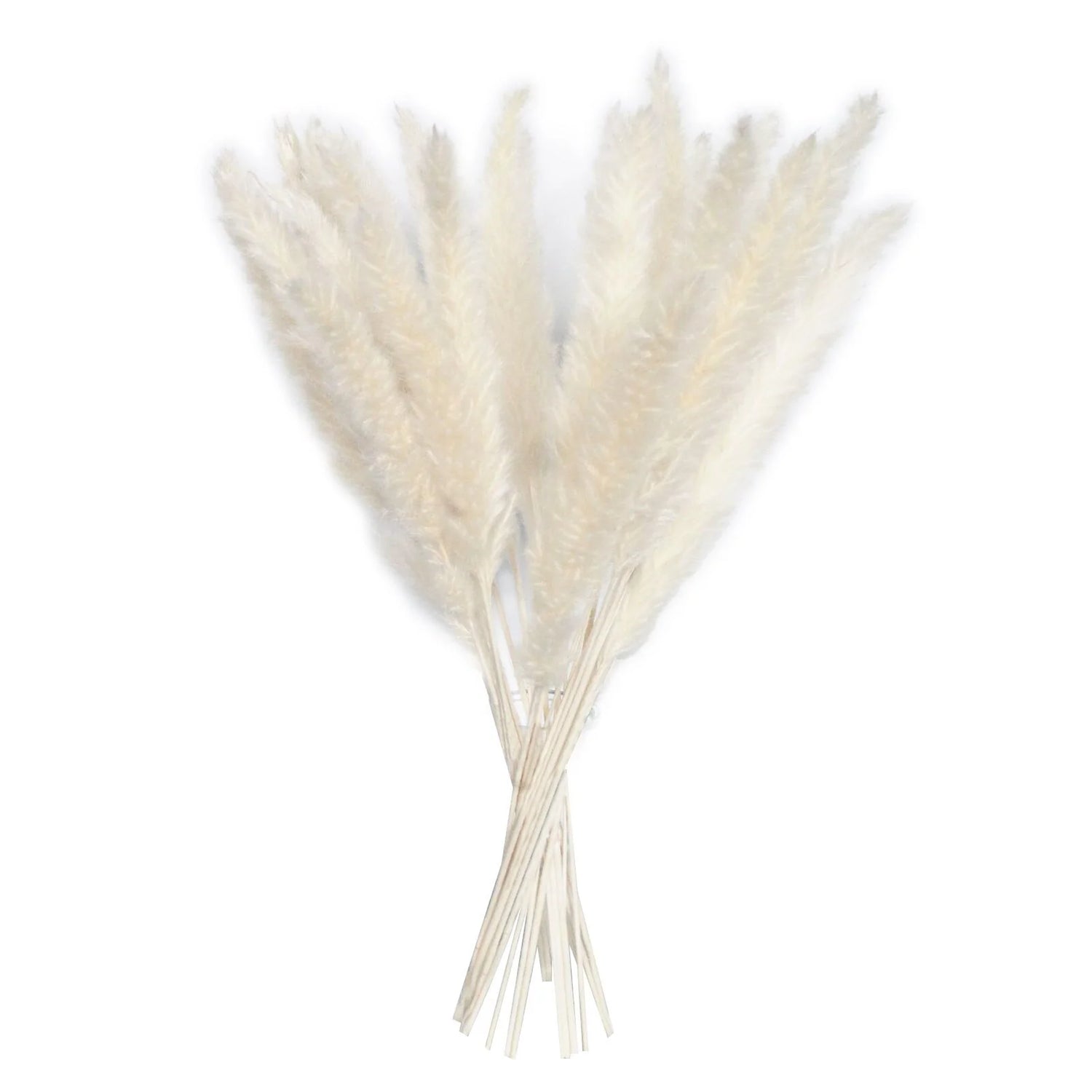 15 Natural Dried Pampas Grass Phragmites for DIY Home and Wedding Decor